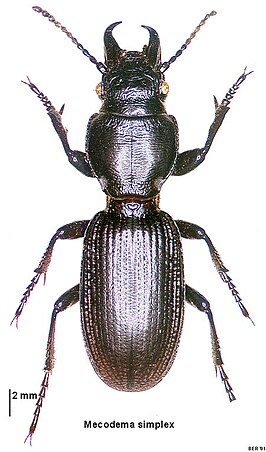 Mecodema simplex