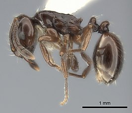 Monomorium bidentatum