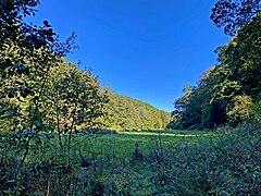 Auwiese – Brebach fließt am Waldrand