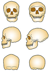 Neandertal vs Sapiens.jpg