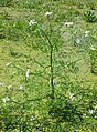 Watertorkruid (Oenanthe aquatica)