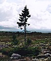 Old-tjikko- 16. jpg