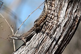 ??? onbekende Oplurus in het Reniala-reservaat