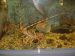  Langouste rouge (Palinurus elephas)