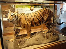 Specimen of a Bengal tiger at the Royal Ontario Museum Panthera tigris tigris - Royal Ontario Museum - DSC00167.JPG