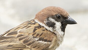 Macho de pardal-montês (Passer montanus malaccensis) em Kuala Lumpur, Malásia (definição 2 908 × 1 636)