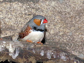 Zebrafink (Taeniopygia guttata)