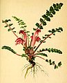 Pedicularis acaulis -kuusiolaji