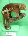 common spotted cuscus