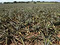 Ananas a Veracruz, Messico. L'America Latina produce il 35% dell'ananas del mondo.