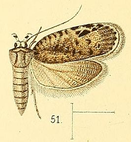 Ptilobola inornatella