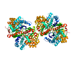 Protein ENO1 PDB 2PSN.png