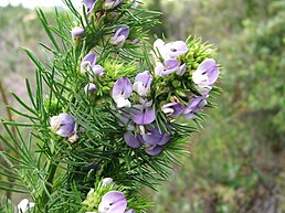 Psoralea pinnata