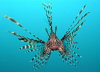 Diğer adı da Zebra balığı olan bir Aslan balığı (Pterois volitans)