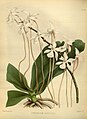 Angraecum kotschyi The Orchid Album 1882