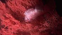 A rockfish hides in a red tree coral.