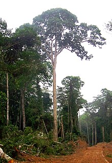 Sapele Tree Congo Brazzaville.jpg