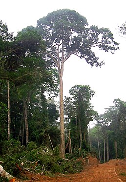 Entandrophragma cylindricum, Республіка Конго