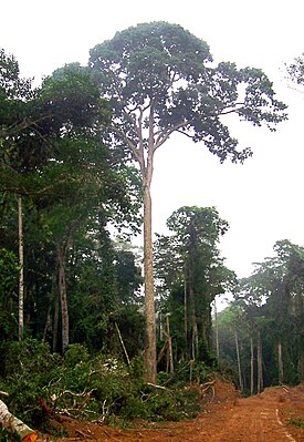 Entandrophragma cylindricum, Республика Конго