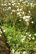 Miniatura para Saxifraga fragilis