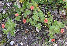 Scarlet Pimpernel (Anagallis arvensis)