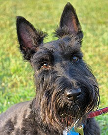 Scottish Terrier Photo of Face.jpg