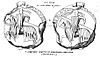 Segell-alfons-II-1209-comte-proofça.jpg