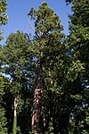 Mammutbaum (Sequoiadendrum giganteum)