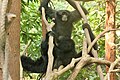 Siamang