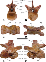 Miniatura para Sigilmassasaurus brevicollis