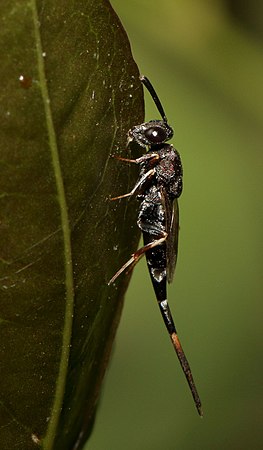 Solenura nigra