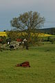 Solitärer Baum bei Dörpe