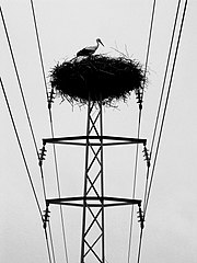 White Storks build large nests in high places.