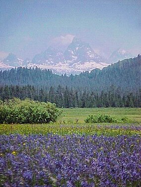  Camasfloroj kaj la okcidenta vidaĵo de la Teton Montaro de Karibuo-Targhee Nacia Arbaro <br/>