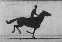 An animation of the retouched Sallie Garner card from The Horse in Motion series (1878-1879) by Muybridge The Horse in Motion-anim.gif