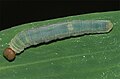 Larva