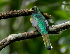 ♂ Trogon rufus