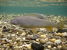 A fish swimming through clear water with a rocky bottom