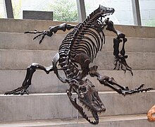 Varanus priscus was a giant carnivorous goanna lizard, perhaps as long as 7 metres and weighing up to 1,940 kilograms Varanus priscus Melbourne Museum.jpg