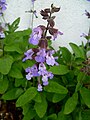 1.1 "echte salie" (Salvia officinalis)