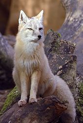 Corsac fox Vulpes corsac.jpg