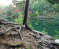 Корни деревьев закрепляют структуру и обеспечивают воду и питательные вещества. Земля вокруг корней этой молодой красной сосны размыта.