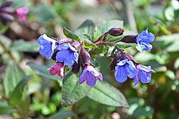 Медунка (Pulmonaria) в лісовій зоні Орлівщини