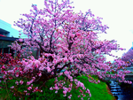 千島 桜 .png