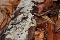 4th instar Deroplatys lobata nymphs. Female on the right, male on the left.