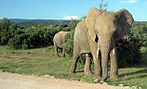 Áddo-Elephant-Park
