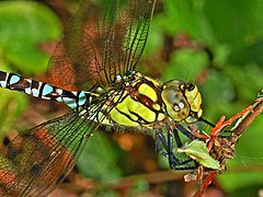 Southern hawker