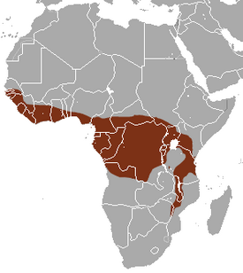 Afrikanpalmunäädän levinneisyys