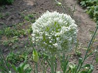 Allium sativum 02.JPG