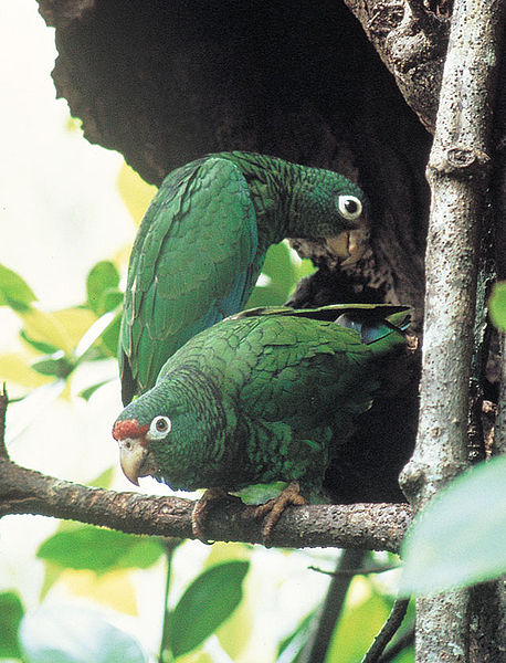 Puerto Rican Amazon Parrot